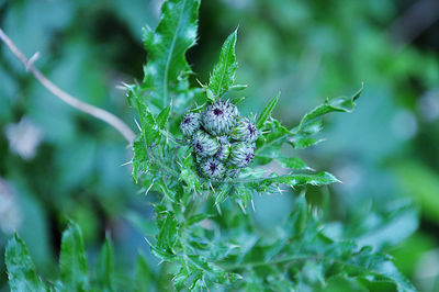 Close-up of insect on flower