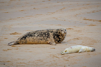 Newborn grey seal pup, halichoerus grypus, umbilical cord still visible with mother seal, horsey, uk