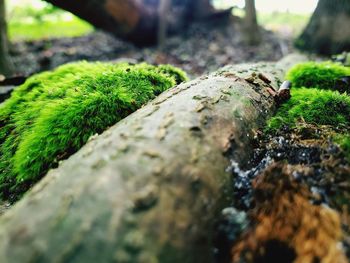 Close-up of moss growing on tree trunk