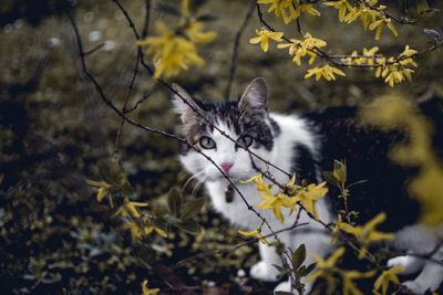 Portrait of cat on flower plant