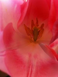 Close-up of pink flower