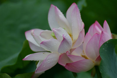 Close-up of water lily