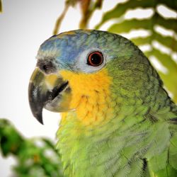 Close-up of parrot