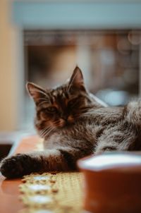 Close-up of cat resting at home