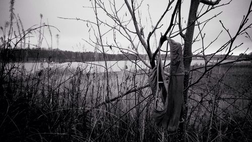 Bare trees on lakeshore