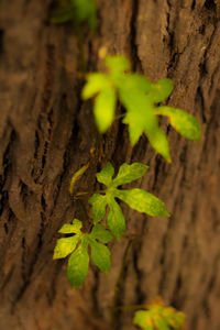 Close-up of plant