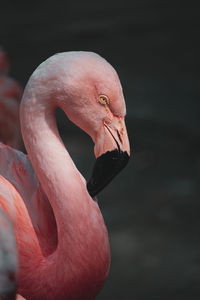 Close-up of bird