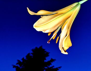 Low angle view of yellow flower against clear blue sky