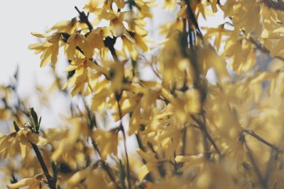 Close-up of yellow flowering plant against sky