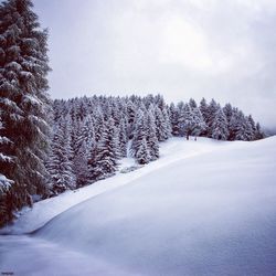 Scenic view of snow covered landscape