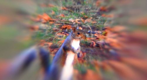 Close-up of squirrel on tree