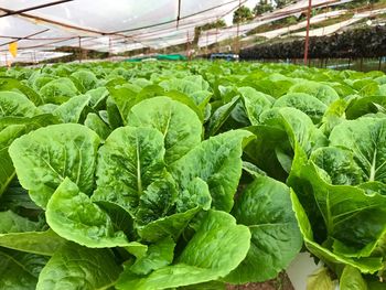 Close-up of fresh green plants in greenhouse