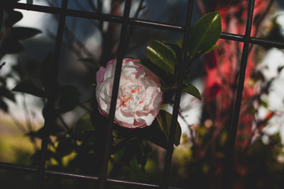 Close-up of rose against window