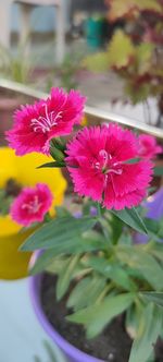 Close-up of pink flowering plant