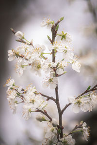 Close-up of cherry blossoms in spring