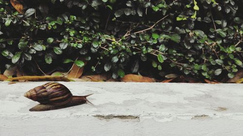 Close-up of snail on wall