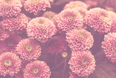 Pink pastel chrysanthemum flower background with soft focus