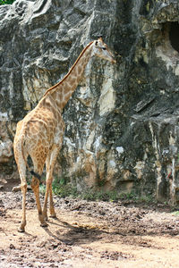 Horse standing on field