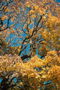 Trees and plants during autumn