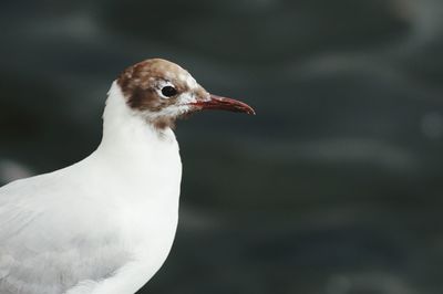 Close-up of seagull outdoors