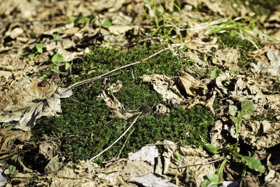 High angle view of leaf