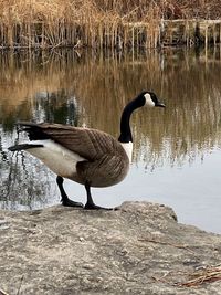 Side view of bird on lakeshore