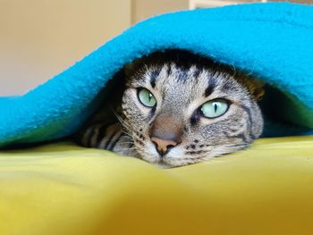 Close-up portrait of a cat