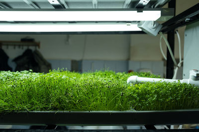 Urban microgreen farm. eco-friendly small business. baby leaves, phytolamp.
