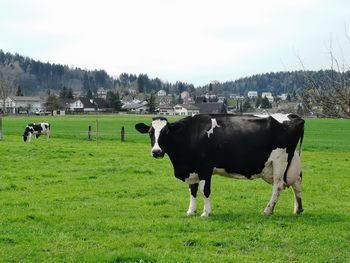 Cows standing in a field