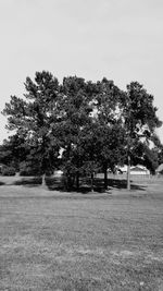 Trees on field against clear sky