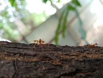 Close-up of ant on tree trunk
