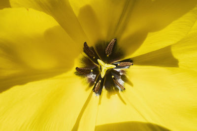 Close-up of yellow flower