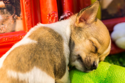 Close-up of a dog sleeping