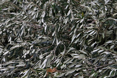 Full frame shot of plants