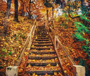 High angle view of steps amidst trees in forest during autumn