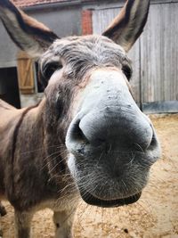 Close-up of a horse