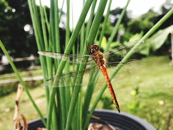 Close-up of dragonfly on a plant