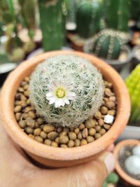 Close-up of succulent plant on table