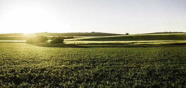 Scenic view of field against clear sky