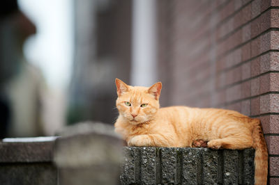 Orange tabby cat sitting by wall