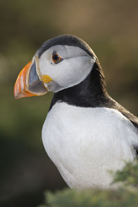 Close-up of puffin looking away