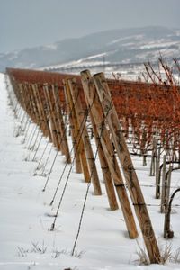Winter in the tokaj wine region