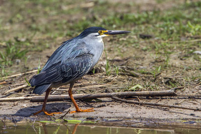 Striated heron at lakeshore