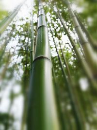 Low angle view of bamboo plant