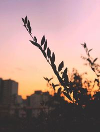 Low angle view of silhouette tree against sky during sunset