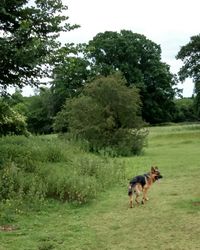 Dog standing on grass