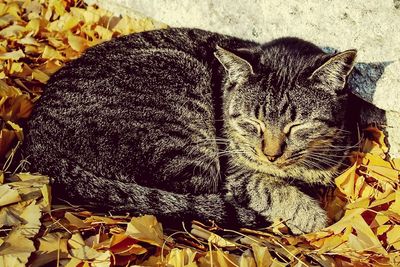 Close-up portrait of cat