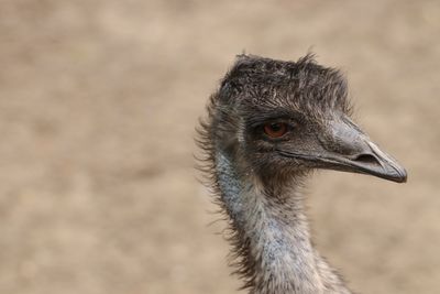 Close-up of a bird