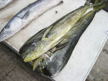 High angle view of fish on ice