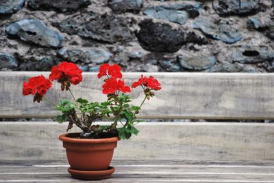 Close-up of red potted plant against wall